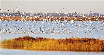 37万余只候鸟翔集北大港湿地