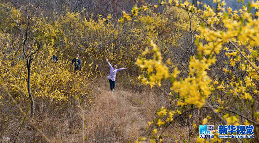連翹滿山迎客來