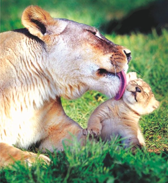 动物界的"母子情深"